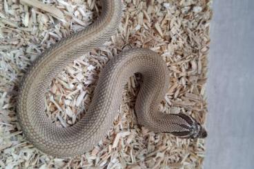 Snakes kaufen und verkaufen Photo: HETERODON NASICUS SUPERCONDA Snakes kaufen und verkaufen Photo: HETERODON NASICUS SUPERCONDA