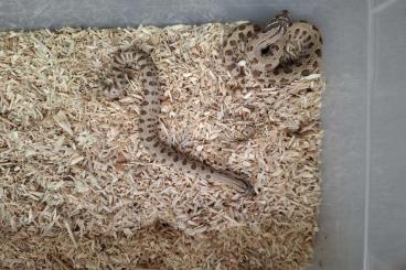 Snakes kaufen und verkaufen Photo: 0.2 H. Nasicus anaconda nz 24 Snakes kaufen und verkaufen Photo: 0.2 H. Nasicus anaconda nz 24