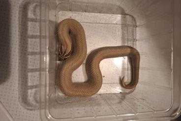 Snakes kaufen und verkaufen Photo: Heterodon nasicus abzugeben Snakes kaufen und verkaufen Photo: Heterodon nasicus abzugeben
