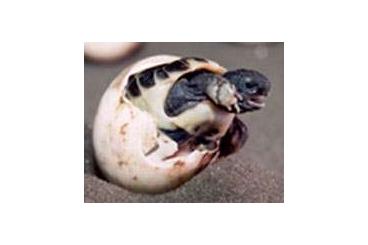 Landschildkröten kaufen und verkaufen Foto: Junge Landschildkröte Testudo marginata zu verkaufen