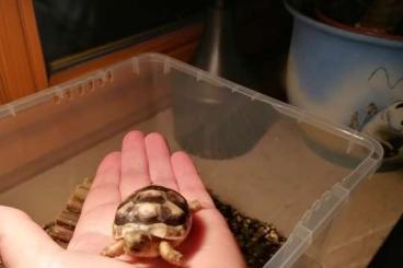 Tortoises kaufen und verkaufen Photo: Breitrandschildkröte, Testudo marginata 