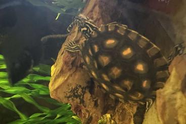 Turtles and Tortoises kaufen und verkaufen Photo: Gelbtupfen-Höcherschildkröte DNZ (Graptemys flavimaculata) 