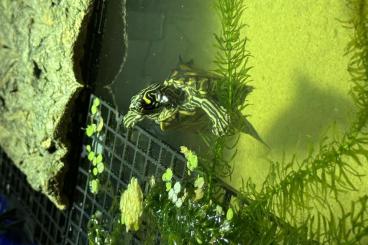 Turtles kaufen und verkaufen Photo: Gelbtupfen-Höckerschildkröten kleinbleibend (Graptemys flavimaculata) Turtles kaufen und verkaufen Photo: Gelbtupfen-Höckerschildkröten kleinbleibend (Graptemys flavimaculata)