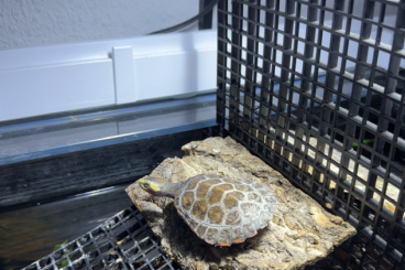 Turtles kaufen und verkaufen Photo: Rotbauch-Spitzkopf-Schildkröten, Emydura subglobosa Turtles kaufen und verkaufen Photo: Rotbauch-Spitzkopf-Schildkröten, Emydura subglobosa