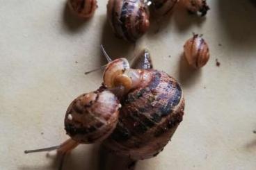 Schnecken kaufen und verkaufen Foto: Gefleckte Weinbergschnecken 