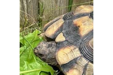 Tortoises kaufen und verkaufen Photo: Breitrandschildkröte Testudo marginata