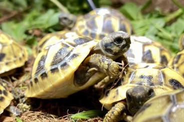 Tortoises kaufen und verkaufen Photo: Griechische Landschildkröten Nachzucht 2023
