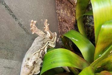 Geckos kaufen und verkaufen Foto: Kronengecko mit Terrarium