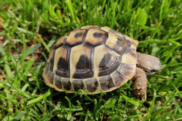 Schildkröten  kaufen und verkaufen Foto: Wunderschöne einjährige Griechische Landschildkröten abzugeben