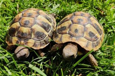 Tortoises kaufen und verkaufen Photo: Griechische Landschildkröten und Breitrandschildkröten NZ24 Tortoises kaufen und verkaufen Photo: Griechische Landschildkröten und Breitrandschildkröten NZ24