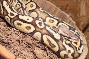 Ball Pythons kaufen und verkaufen Photo: Königsphyton zu verkaufen 