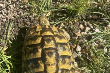 Landschildkröten kaufen und verkaufen Foto: 1 griechisches THB Weibchen Landschildkröten kaufen und verkaufen Foto: 1 griechisches THB Weibchen