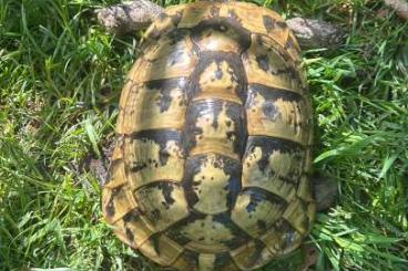 Tortoises kaufen und verkaufen Photo: 2 griechische THB Weibchen Tortoises kaufen und verkaufen Photo: 2 griechische THB Weibchen