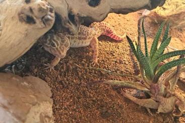 other lizards kaufen und verkaufen Photo: Leopardgecko mit Terrarium