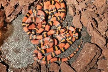 Nattern ungiftige  kaufen und verkaufen Foto: Honduras Königsnattern Jungtiere Lampropeltis hondurensis 