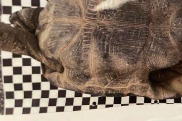 Tortoises kaufen und verkaufen Photo: Schildkröte abzugeben in gute Hände 