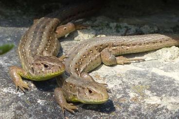 Lizards kaufen und verkaufen Photo: Suche 0.2 Lacerta Agilis (zauneidechsen)