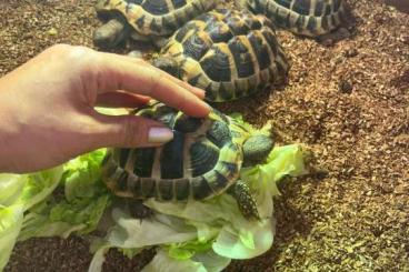 Tortoises kaufen und verkaufen Photo: Schildkröten 3 Männliche u. 3 Weibliche zu verkaufen