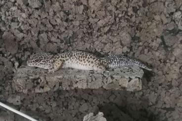 Geckos kaufen und verkaufen Foto: Wegen Umzug neues Zuhause gesucht 