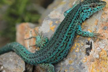 Lizards kaufen und verkaufen Photo: Suche Podarcis pityusensis / pityusen Eidechse