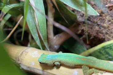 Geckos kaufen und verkaufen Foto: 1.1 Phelsuma robertmertensi adult DNZ 2021