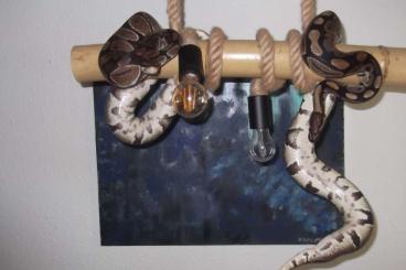 Ball Pythons kaufen und verkaufen Photo: Die liebsten Schlangen auf der Welt