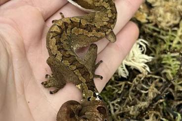 Geckos kaufen und verkaufen Foto: 3.5 Aeluroscalabotes felinus 