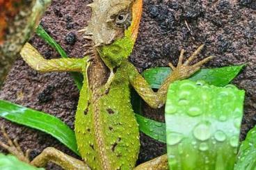Agama kaufen und verkaufen Photo: Acanthosaura rubrilabris      .