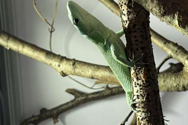 Lizards kaufen und verkaufen Photo: 2.2 gastropholis prasina                       .