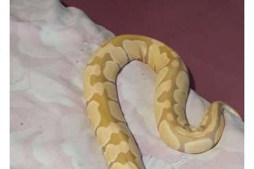 Königspythons kaufen und verkaufen Foto: 0.1 Python royal toffee femelle 6ans 