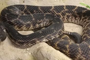 Venomous snakes kaufen und verkaufen Photo: Suche Crotalus atrox melanistic oder het melanistic 