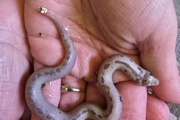 Colubrids kaufen und verkaufen Photo: Heterodon Nasicus Babys frisch geschlüpft! Colubrids kaufen und verkaufen Photo: Heterodon Nasicus Babys frisch geschlüpft!