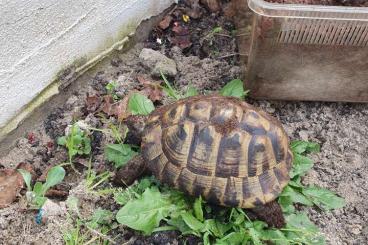 Landschildkröten kaufen und verkaufen Foto: weibliche und männliche Landschildkröte zu verkaufen