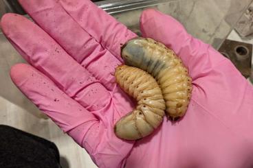 Insekten kaufen und verkaufen Foto: Dicronorhina derbyana conradsi Insekten kaufen und verkaufen Foto: Dicronorhina derbyana conradsi