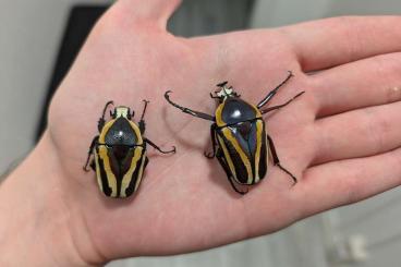 Insects kaufen und verkaufen Photo: Dicronorhina derbyana conradsi Insects kaufen und verkaufen Photo: Dicronorhina derbyana conradsi