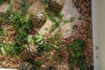 Tortoises kaufen und verkaufen Photo: Griechische Landschildkröte NZ2022