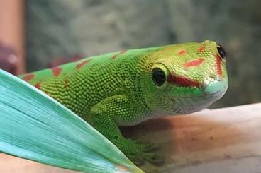 Geckos kaufen und verkaufen Foto: Phelsuma grandis/nigristriata