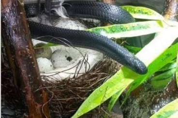 Schlangen kaufen und verkaufen Foto: In search of a dasypeltis atra in black