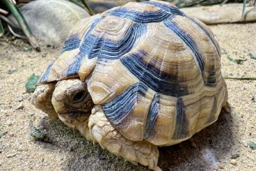 Tortoises kaufen und verkaufen Photo: Gebe ab: 1.2 T. kleinmanni (2017/2018/2018)