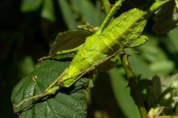 Insekten kaufen und verkaufen Foto: Malayische Riesengespenstschrecke Heteropteryx dilatata