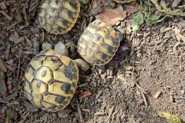 Schildkröten  kaufen und verkaufen Foto: Griechische Landschildkröte
