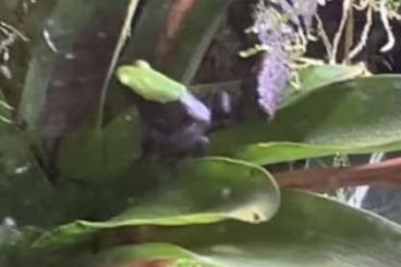 Frösche  kaufen und verkaufen Foto: Biete adulte Mantella Laevigata 