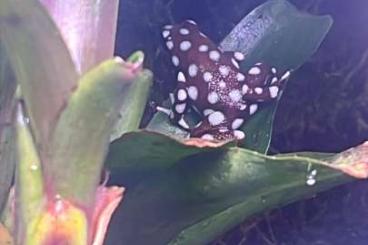 Pfeilgiftfrösche kaufen und verkaufen Foto: Excidobates Mysteriosus Zuchtgruppe