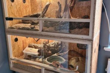 Colubrids kaufen und verkaufen Photo: 3 Nattis inkl. Terrarien Colubrids kaufen und verkaufen Photo: 3 Nattis inkl. Terrarien