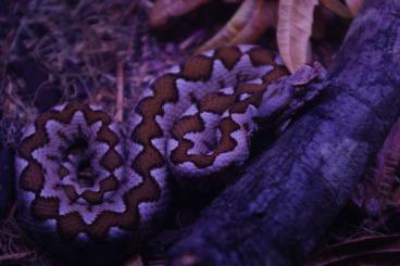 Venomous snakes kaufen und verkaufen Photo: Vipera ammodytes meridionalis albinos T+ and 100 het T+