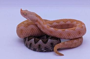 Venomous snakes kaufen und verkaufen Photo: Vipera ammodytes meridionalis albinos T+ and 100% het T+