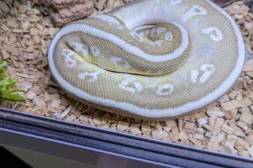 Königspythons kaufen und verkaufen Foto: Verkaufen unsere königspython