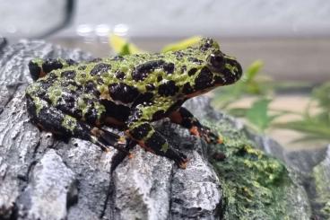 frogs kaufen und verkaufen Photo: Bombina Orientalis - Chinesiche Rotbauchunke