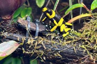 Poison dart frogs kaufen und verkaufen Photo: male oophaga lehmanni yellow for sell