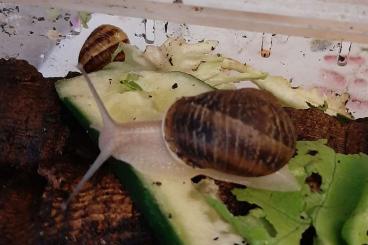 Mollusca kaufen und verkaufen Photo: Weinbergschnecken Cornu Aspersum 